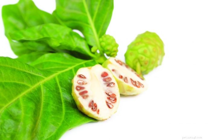 Noni: A Proven Tropical Superfruit for Enhancing Dog and Cat Health