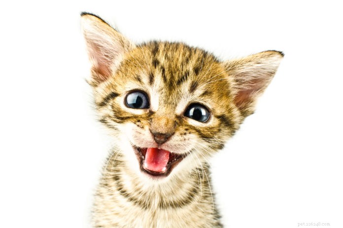 Bringing a Kitten into a Senior Cat Household: A Guide to Harmony
