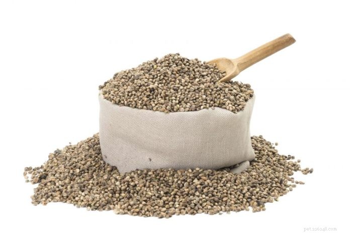 Eco-Friendly Hemp Dog Gear: Collars, Leashes & More