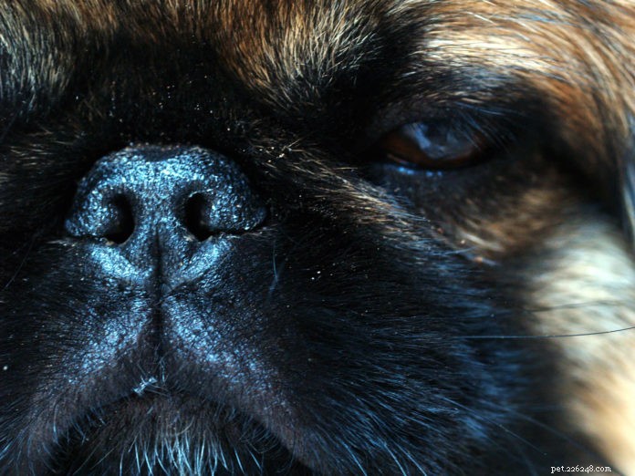 Understanding Vestibular Disease: Symptoms, Causes, and Hopeful Prognosis for Pets