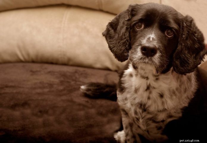 Comprehensive Holistic Cancer Care for Dogs and Cats: A Proven 3‑Pronged Approach