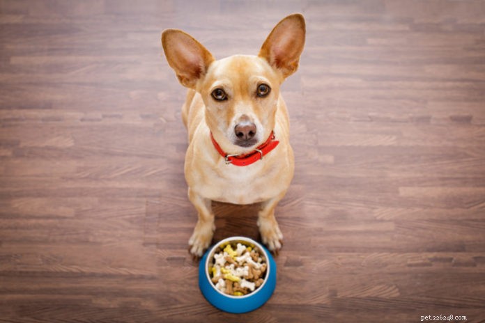 Why Pet Food Recalls Persist: A Decade of Safety Improvements and Ongoing Risks