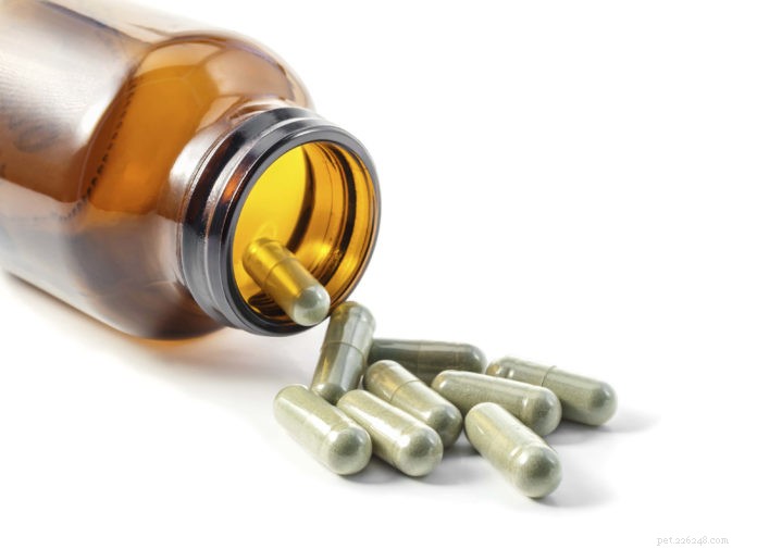 Top Cat Supplements for Optimal Health and Wellness