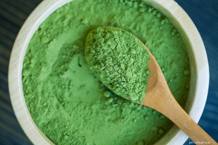 Premium Antioxidant Supplements: Boost Your Dog’s Health Naturally
