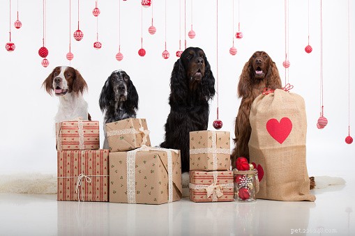 Safe & Stylish: Pet-Friendly Holiday Decorating Tips