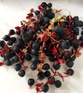 Festive Turkey Treats for Dogs & Cats: Healthy, Low‑Fat Recipes