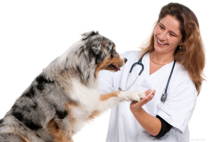25 Years of Evolution: The Transformative Journey of Modern Pet Care