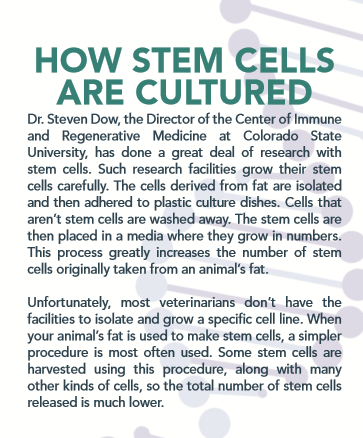 Stem Cells: Healing and Regeneration for Your Pets