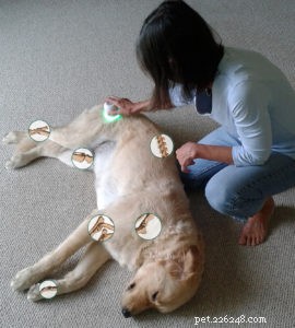 Light Therapy for Dogs & Cats: A Proven Remedy for Pain, Arthritis, and Healing