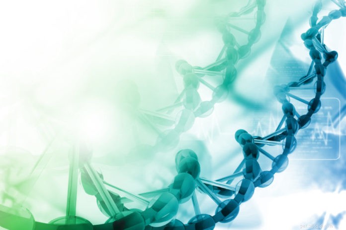 Stem Cells: Healing and Regeneration for Your Pets