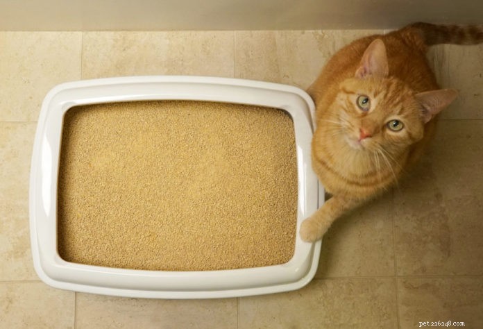 Simplify Litter Box Care: Smart Products & Tips for Effortless Cleaning