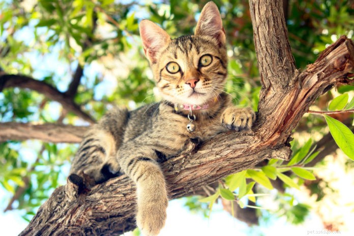How to Keep Your Cat Safe and Comfortable This Summer