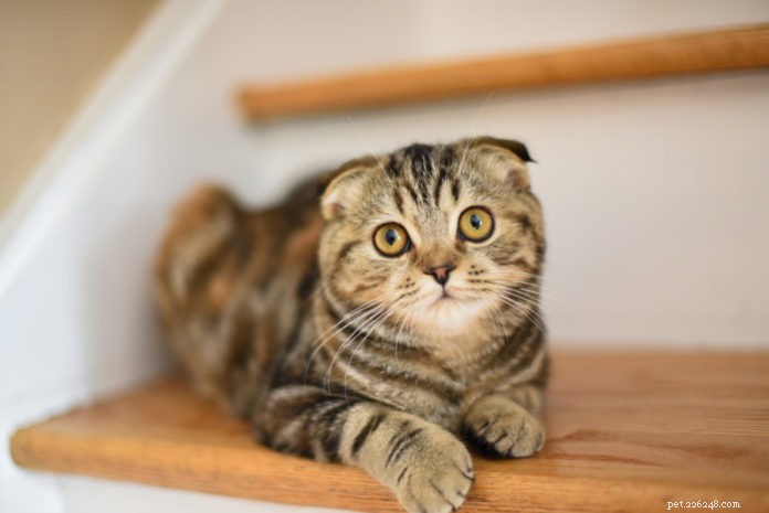 Top Skin Issues in Cats: Causes, Symptoms & Treatments