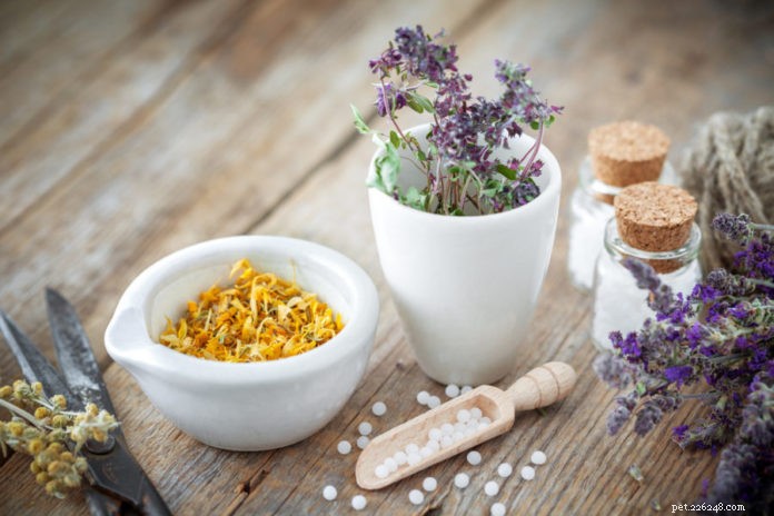Transform Your Pet’s Health: The Proven Power of Homeopathy for Allergies