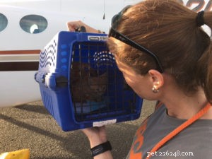 How the ASPCA Safeguards Homeless Kittens During Spring and Summer