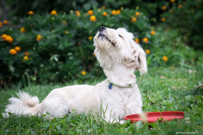 Safe, Pet-Friendly Alternatives to Traditional Lawn & Garden Chemicals