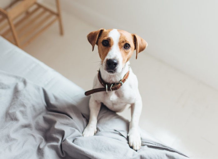 Hidden Dangers: How Artificial Scents Endanger Your Pets