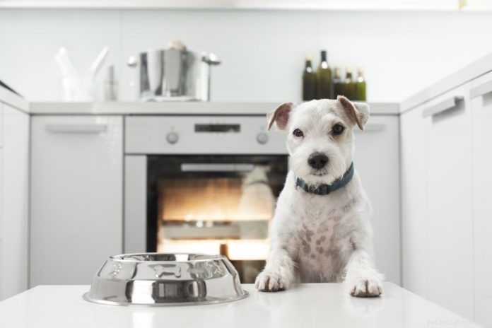 Knowing When to Change Your Pet’s Food for Optimal Health