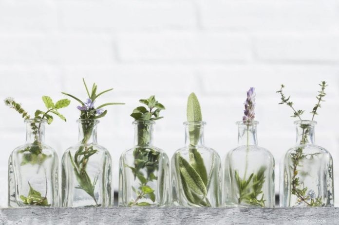 Cats and Essential Oils: What You Need to Know About Safety and Usage