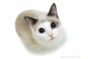 Cats and Essential Oils: What You Need to Know About Safety and Usage