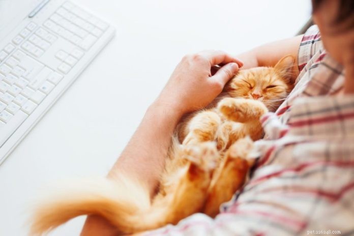 Discover How Cats Express Their Affection to You