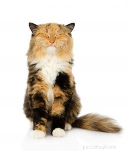 Discover How Cats Express Their Affection to You