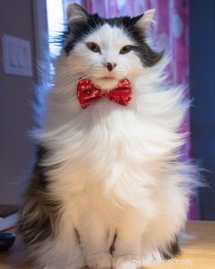 Meet Oreo: The Tuxedo Cat Who Became a Social Media Ambassador