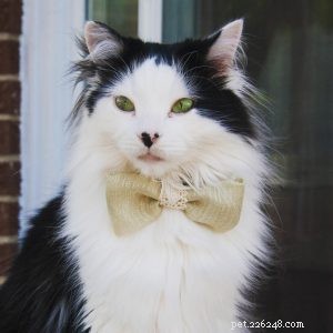 Meet Oreo: The Tuxedo Cat Who Became a Social Media Ambassador