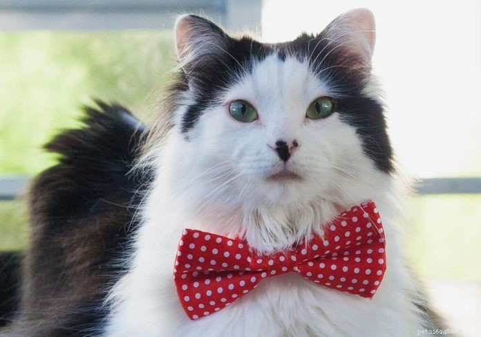 Meet Oreo: The Tuxedo Cat Who Became a Social Media Ambassador
