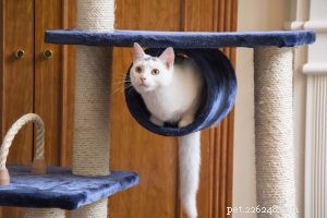 Latest Innovations in Cat Beds: Comfort and Style for Your Feline Friend
