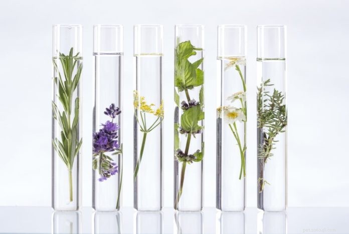 Botanical Solutions for Managing Ear Infections in Dogs and Cats