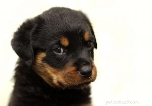 Botanical Solutions for Managing Ear Infections in Dogs and Cats