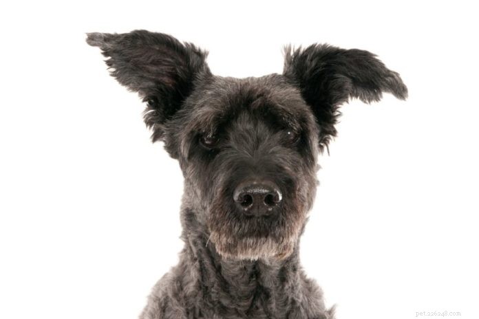 How to Keep Your Pet’s Ears Healthy: A Comprehensive Guide