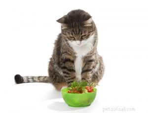 Cats Need Meat: Why Vegetarian Diets Are Harmful