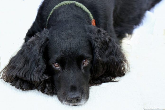 Chronic Inflammation in Pets: How Cancer and Diet Interact