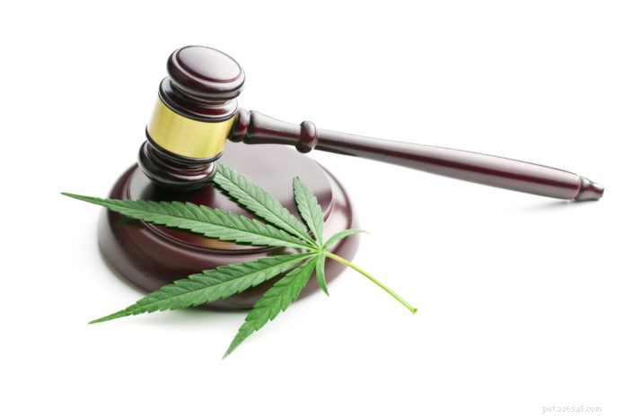 Legalizing Cannabis for Pets: What Vets Can Say About Medical Marijuana for Dogs & Cats