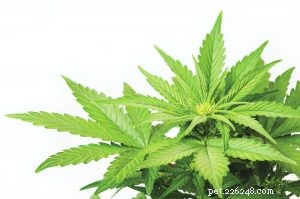 Legalizing Cannabis for Pets: What Vets Can Say About Medical Marijuana for Dogs & Cats
