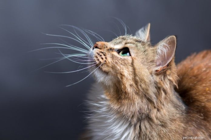 Is Your Cat Experiencing Whisker Stress? Spot the Signs and Find Solutions