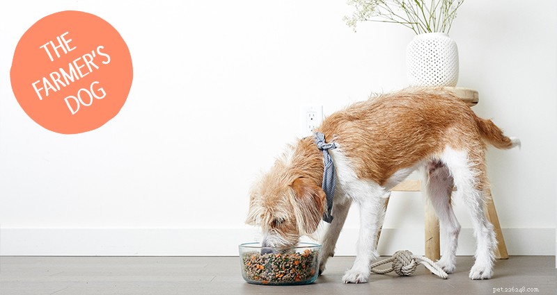 Selecting Premium Pet Food for Dogs & Cats: Expert Tips