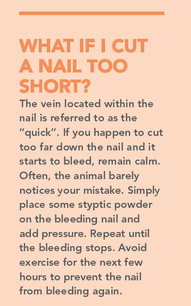 Why Regular Nail Trimming Is Essential for Your Dog or Cat’s Health