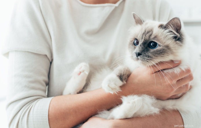 Natural Flea Remedies for Cats: Safe & Effective Solutions