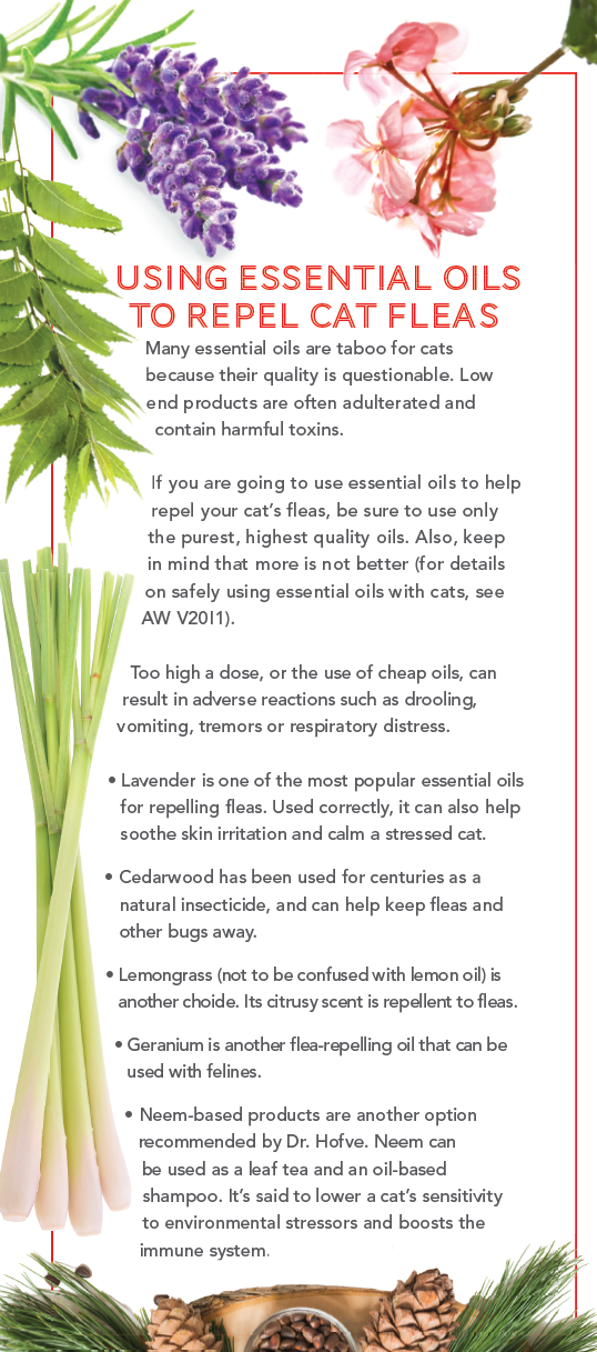 Natural Flea Remedies for Cats: Safe & Effective Solutions