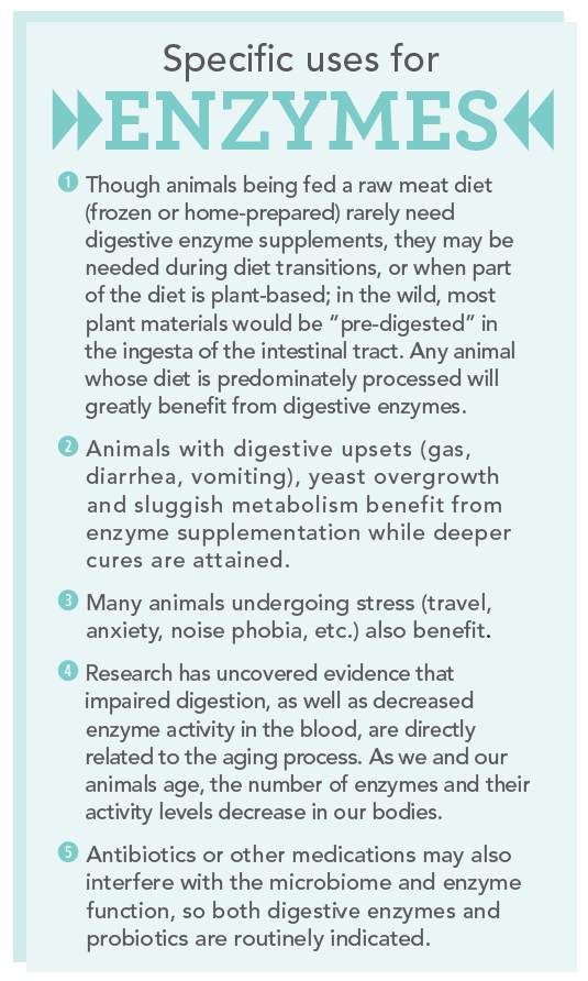 The Vital Role of Digestive Enzymes for Your Dog and Cat’s Health