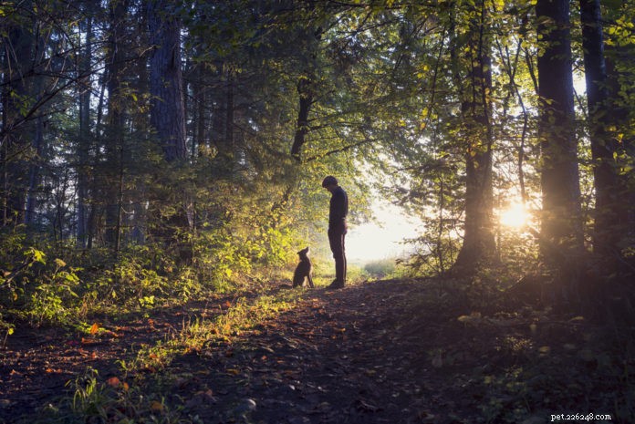 Protect Your Pets from Ticks with SonicGuard – Safe, Chemical-Free Ultrasonic Defense