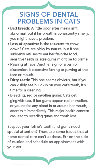Effortless, Brush-Free Dental Care for Your Cat