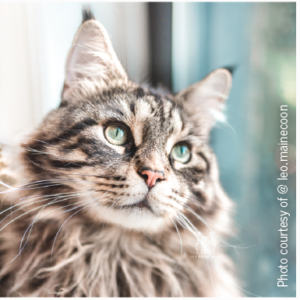 Launch & Grow Your Pet’s Instagram: A Step‑by‑Step Guide to #Instafamous Success