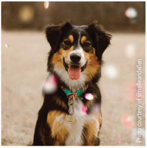 Launch & Grow Your Pet’s Instagram: A Step‑by‑Step Guide to #Instafamous Success