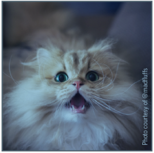 Launch & Grow Your Pet’s Instagram: A Step‑by‑Step Guide to #Instafamous Success