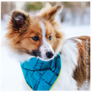 Launch & Grow Your Pet’s Instagram: A Step‑by‑Step Guide to #Instafamous Success