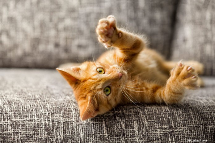 Declawing: An Unnecessary Harmful Practice – It’s Time to Ban It